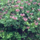 Orlovi nokti u pejzažnom dizajnu